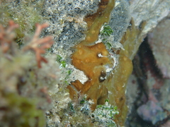Chondrilla nucula