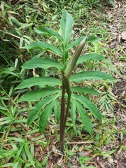 Asterostigma