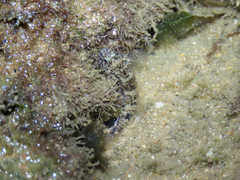 Bathygobius soporator