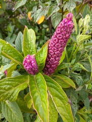 Phytolacca bogotensis