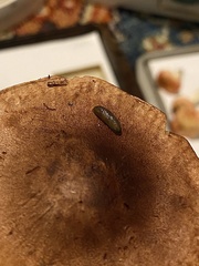 Arion hortensis