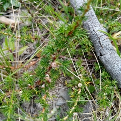 Margyricarpus
