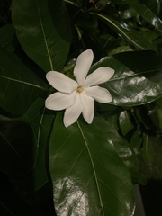 Gardenia