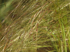 Nassella neesiana