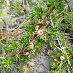 Margyricarpus