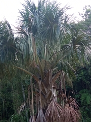 Mauritia flexuosa