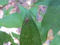 Episinus