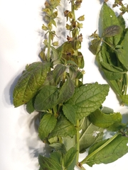 Teucrium canadense