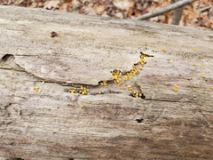Calycina citrina