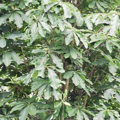 Magnolia officinalis