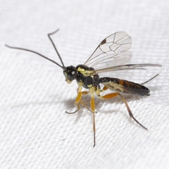 Diplazontinae