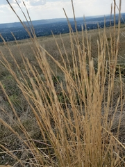 Thinopyrum obtusiflorum