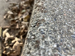 Liometopum occidentale