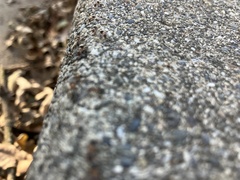 Liometopum occidentale