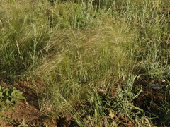 Nassella neesiana