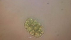 Volvocaceae