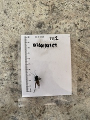 Gryllus