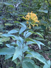 Cestrum aurantiacum