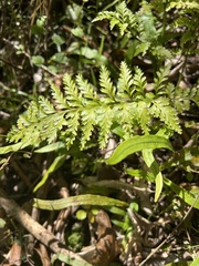 Asplenium gracillimum