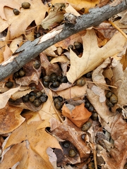 Odocoileus virginianus