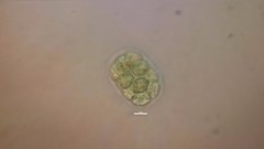 Volvocaceae