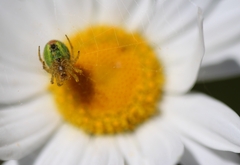 Araniella
