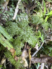 Hymenophyllum demissum