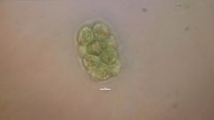Volvocaceae