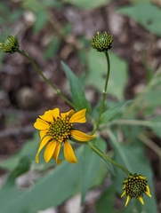 Helianthinae