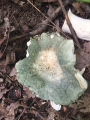 Russula parvovirescens