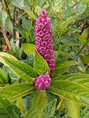 Phytolacca bogotensis