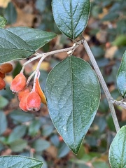 Cotoneaster franchetii