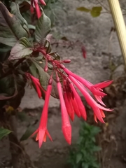 Fuchsia boliviana