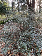 Cotoneaster franchetii