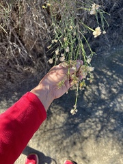 Baccharis sarothroides