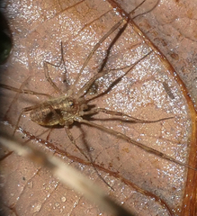 Paroligolophus