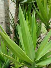Furcraea andina