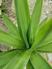Furcraea andina