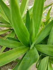 Furcraea andina