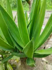 Furcraea andina