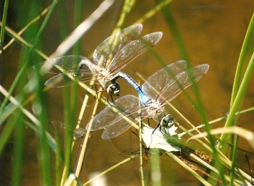 iNaturalist observation photo of Common Green Darner