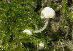 Coprinellus disseminatus