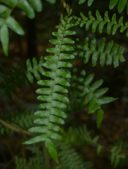 Arthropteris palisotii
