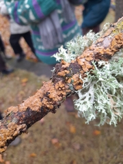 Melanelixia subaurifera