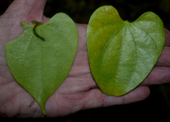 Cardiopteris moluccana