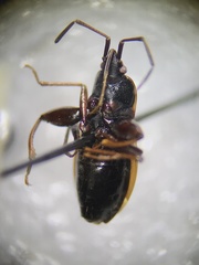 Eremocoris
