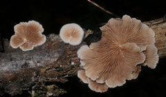 Crepidotus