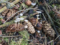 Strobilurus occidentalis