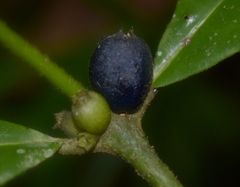 Lasianthus chlorocarpus