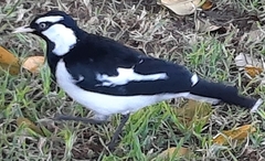 Grallina cyanoleuca